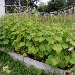 Jardins pour les fainéants: photos et recommandations pour créer un jardin