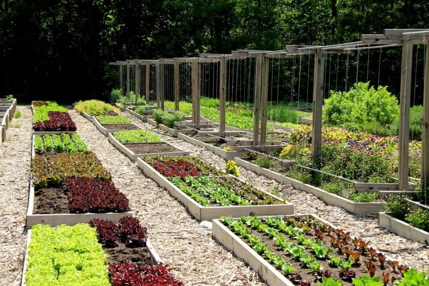 Jardins pour les fainéants: photos et recommandations pour créer un jardin