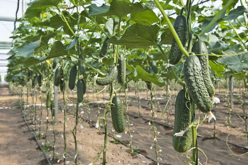 Tapisserie pour concombres: un moyen simple et pratique d'obtenir une excellente récolte