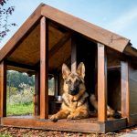Volière pour chiens: photos de créations réussies faites par vous-même