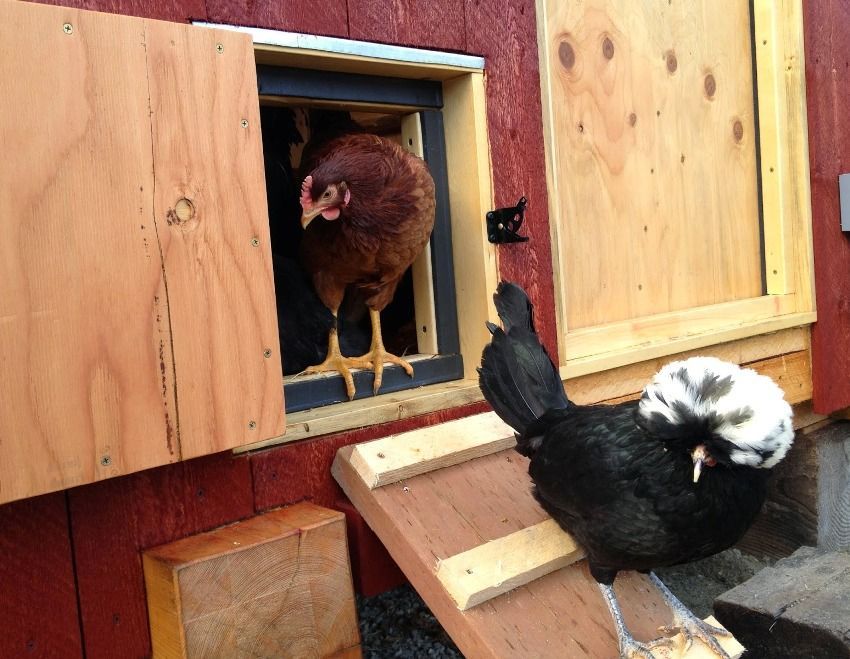 Poulailler d'hiver avec vos propres mains sur 20 poulets: caractéristiques et conseils pour la fabrication