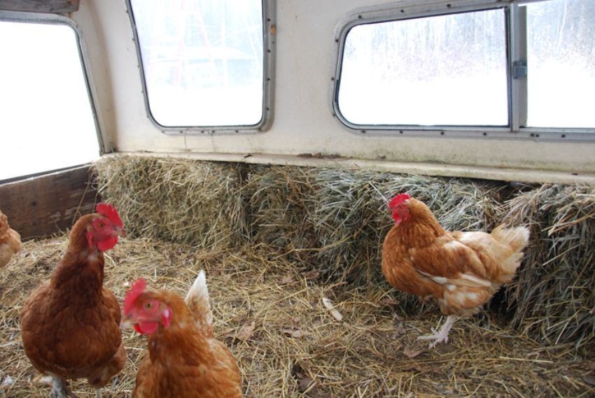 Poulailler d'hiver avec vos propres mains sur 20 poulets: caractéristiques et conseils pour la fabrication